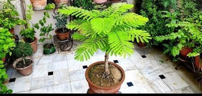 Greenery Nursery Outdoor Live Plant Gulmohar Orange-Red Petals Street Tree Garden Plant For Home and Graden Royal poinciana plant (Pack Of 1)