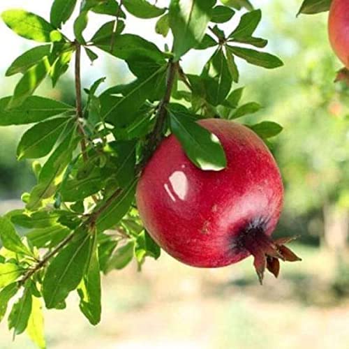 Pomegranate Plant/Anar Tree Sapling (Bedena gach) Healthy pomegranate fruit plant/Live Plant Indoor/Outdoor Home Garden Fruit Plant (Pack of-1plant) A_19