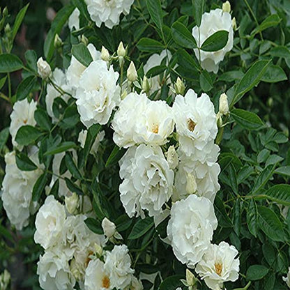 Mphmi Plants Rosa Crimson Glory Plant White - Creeper & Climbers Flowers Garden Live Plant Nursery