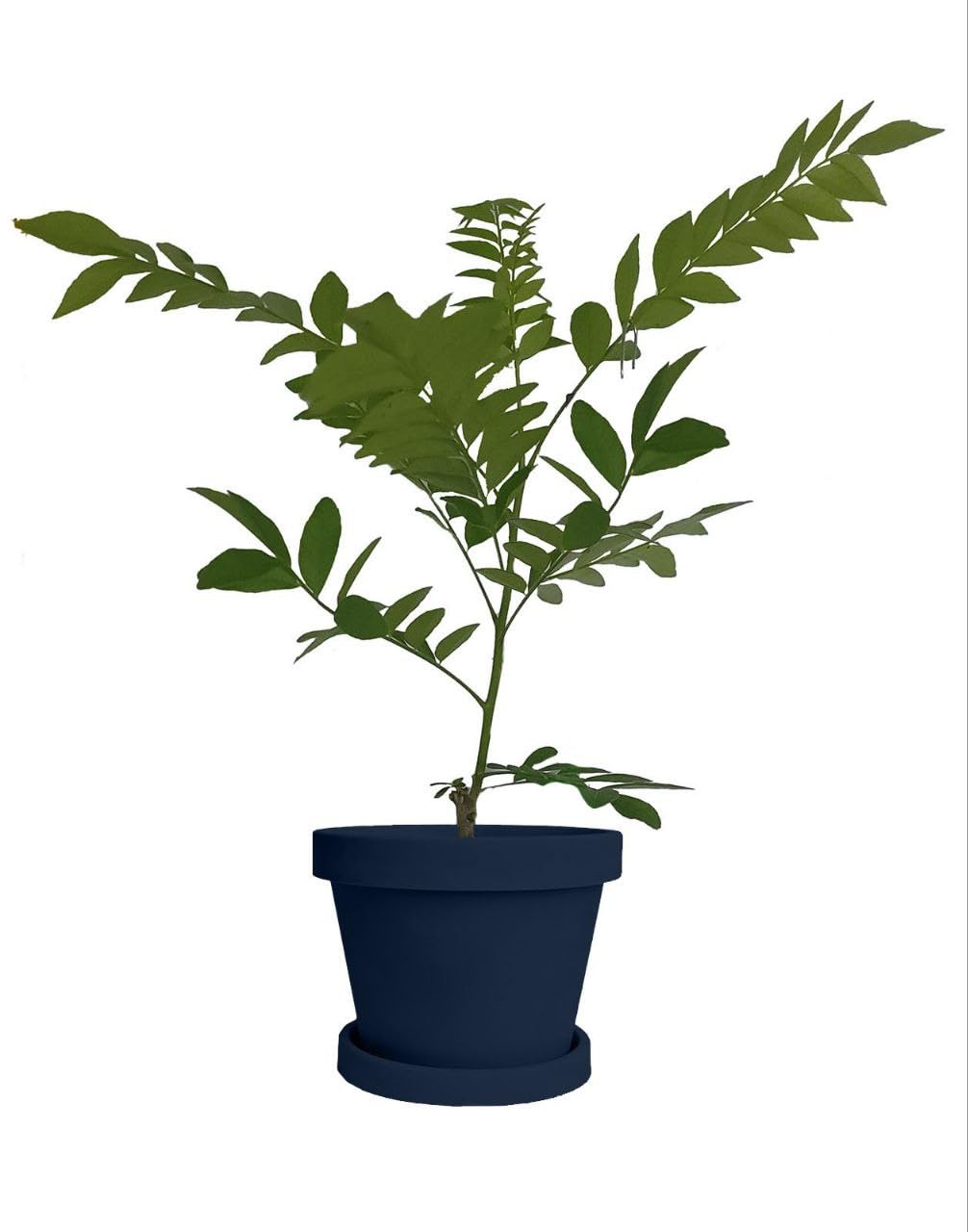 Live Amra Fruit Plant, Tropical Hog Plum Tree, Vitamin Rich Fruits for Terrace Garden, Hardy Grower (1 Healthy Live Plant)