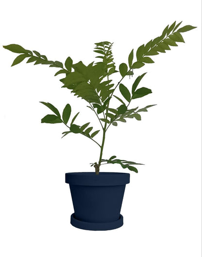 Live Amra Fruit Plant, Tropical Hog Plum Tree, Vitamin Rich Fruits for Terrace Garden, Hardy Grower (1 Healthy Live Plant)