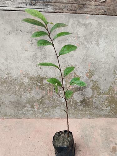 Live Kadukkai Plant – Air Layered | Haritaki | Haritika | Chebulic Myrobalan | Myroblans | Medicinal plant | Ayurvedic herb | Health benefits | Antioxidant | Healing tree | Organic garden plant