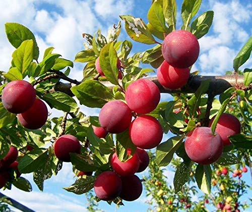 Dishita -Go green Sweet Juicy Summer Fruit Tree Plant - Aloo Bukhara or Plum Tree - Delicious Harvest for Your Garden - Easy to Grow, Versatile, and Beautiful Addition to Your Outdoor Space