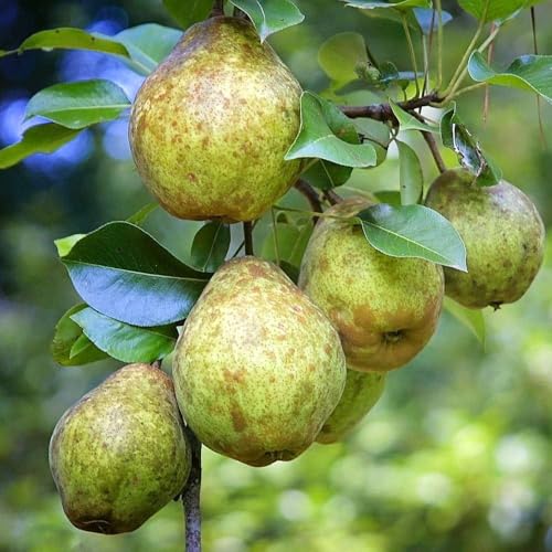 Pear Live Fruit Plant, Fresh Nashpati Tree for Urban Garden (1 Healthy Live Plant)