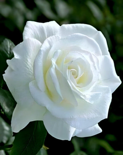 NATURE HILLS All Season Rose Grafted Climbing Hybrid Double Petal 1 Healthy Decorative Flowering Live plant for Home Garden tree Plant Height 1-1.5 fet in Nursery Grow Bag (WHITE)