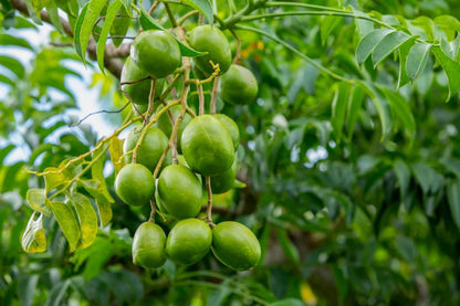 Live Amra Fruit Plant, Tropical Hog Plum Tree, Vitamin Rich Fruits for Terrace Garden, Hardy Grower (1 Healthy Live Plant)