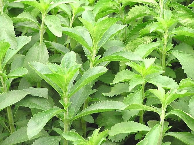 Stevia Live Plant For Home Garden | Healthy Live Plant | Stevia tree hybrid medicinal plant (Pack of 1)