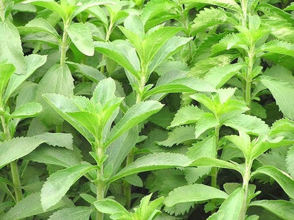 Stevia Live Plant For Home Garden | Healthy Live Plant | Stevia tree hybrid medicinal plant (Pack of 1)