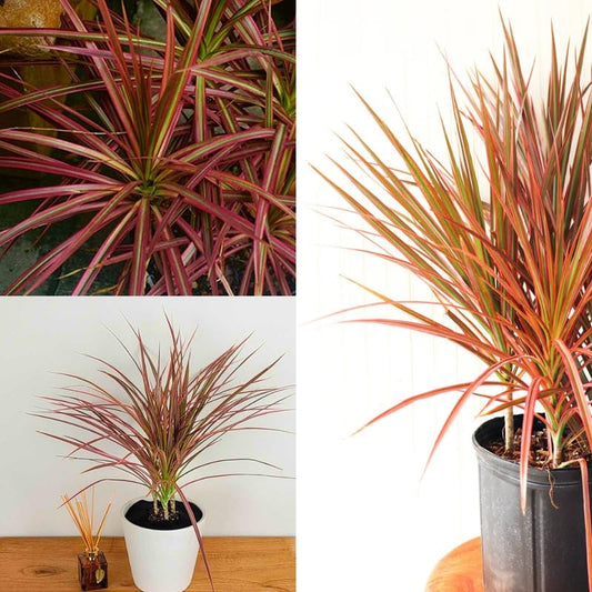 Indoor Dracaena Colorama/Marginata Red (~ 1.5 Ft) Outdoor Traveller Palm Tree Plant | Home Garden Decoration Plant || Pack Of 1