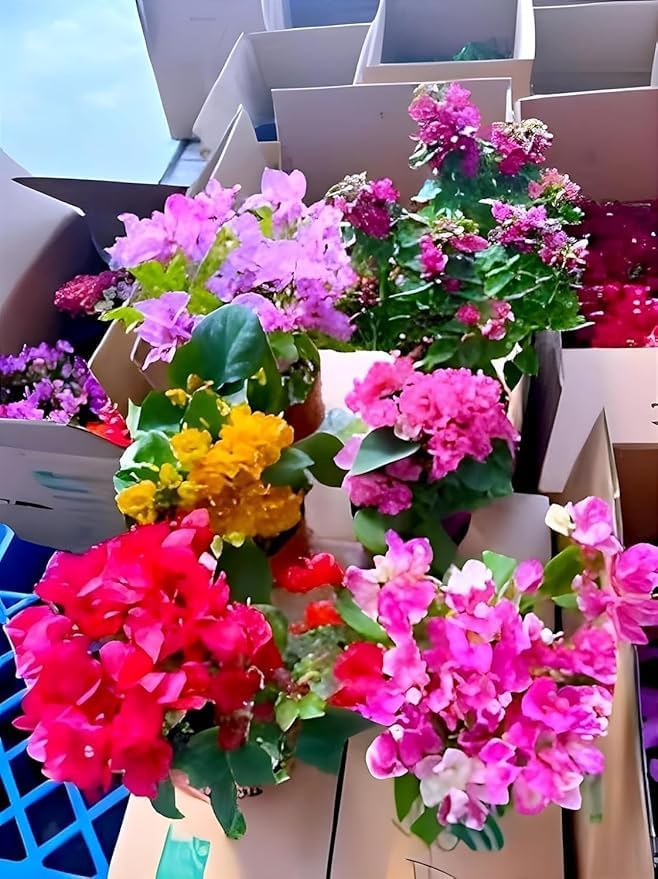 Beautiful Grafted Colourful Multi Bougainvillea Flower Dwarf Bonsai Plant Tree 4-5 colour || For Home Garden Outdoor & Indoor (Bougainvillea)