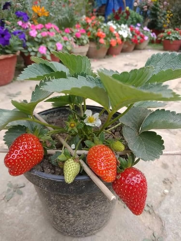 Nature Friendly Strawberry Plant For Home Garden Indoor Outdoor Hybrid Fruit Plant (Pack Of 1 With Pot) Zp_ 2