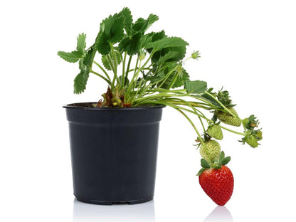 Nature Friendly Strawberry Plant For Home Garden Indoor Outdoor Hybrid Fruit Plant (Pack Of 1 With Pot) Zp_ 2