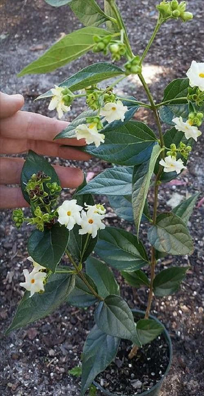 Flowering Parijat/Baromasi Night Queen – Highly Fragrant Harsingar Jasmine Live Plant | 12-Month Blooming Hybrid Night-Flowering Jasmine Tree for Home Garden, Balcony & Indoor Decoration
