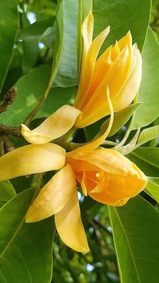 Golden Swarna Champa Plant || Fragrant & Evergreen Flowering Tree for Home, Balcony & Outdoor Garden || Fast-Growing & Low Maintenance (pack of 1)