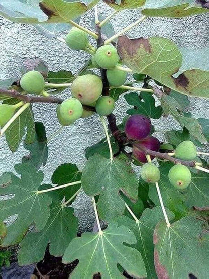 All Season Hybrid anjeer tree live plant for home garden, Online Anjeer, Fig Plants (Pack of 1) - Live Plants