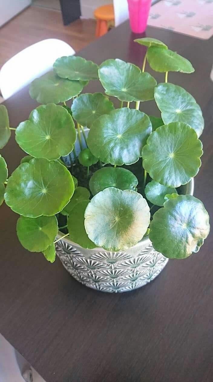 YOTOVA XF7 Live Coin Plant Chinese Lucky Money Plant Tree for Office Desk Balcony Terrace Garden Living Room Corner Bedroom Home Decoration Gifting Air Purifier Study Table Hanging Pennywort Pilea