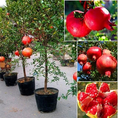 Pomegranate Plant/Anar Tree Sapling (Bedena gach) Healthy pomegranate fruit plant/Live Plant Indoor/Outdoor Home Garden Fruit Plant (Pack of-1plant) A_17