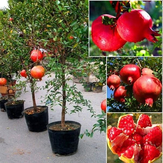 Pomegranate Plant/Anar Tree Sapling (Bedena gach) Healthy pomegranate fruit plant/Live Plant Indoor/Outdoor Home Garden Fruit Plant (Pack of-1plant) A_17