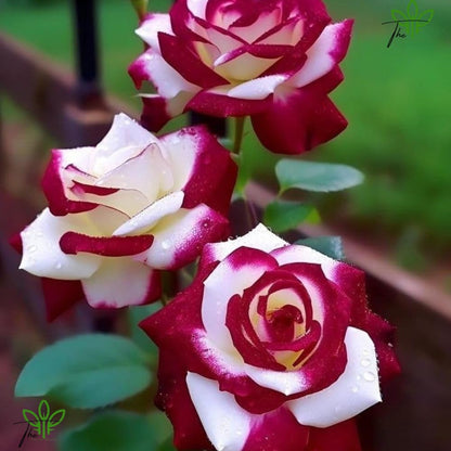 The Green Beach Live Multi Colour Rose Tree Plant original (1 live plant) Hybrid All Time HOT CILMATE Sweet Colour Rose Gullab Flower Tree Plant Home Garden Live Plant