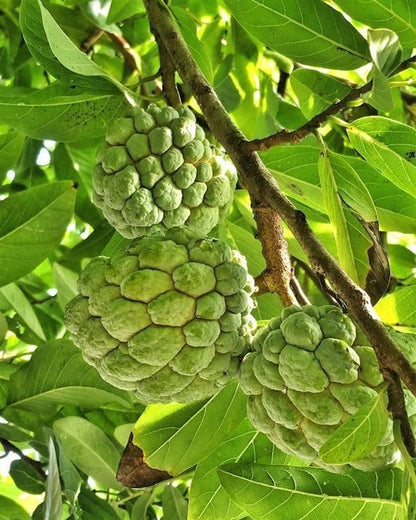 Mstrades CUSTARD APPLE/SUGAR APPLE FRUIT PLANT HYBRID ORGANIC GRAFTED OUTDOOR GARDEN LIVE TREE