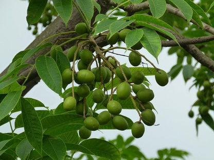 Live Amra Fruit Plant, Tropical Hog Plum Tree, Vitamin Rich Fruits for Terrace Garden, Hardy Grower (1 Healthy Live Plant)