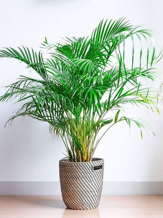 Indoor Areca Palm Plant Indoor plants for living room bonsai,Outdoor Decoration Natural Live "Chinese palm" Tree For Home Garden Tree Outdoor indoor plant without pot(Pack of 1).