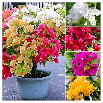 Beautiful Grafted Colourful Multi Bougainvillea Flower Dwarf Bonsai Plant Tree 4-5 colour || For Home Garden Outdoor & Indoor (Bougainvillea)