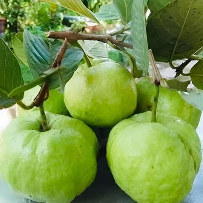 YOTOVA XC High Yield Hybrid All Seasons Guava Fruit Tree Live Plant for Home Kitchen Terrace Garden Amrood Ka Podha Amrud Phal Ka Paudha Outdoor