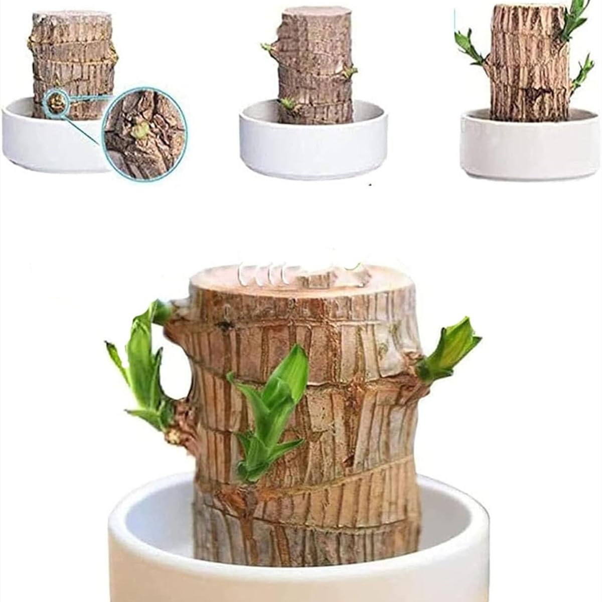 My Dream Garden Brazilian Lucky Wood Plant – Feng Shui Indoor Tree for Good Fortune and Positive Energy