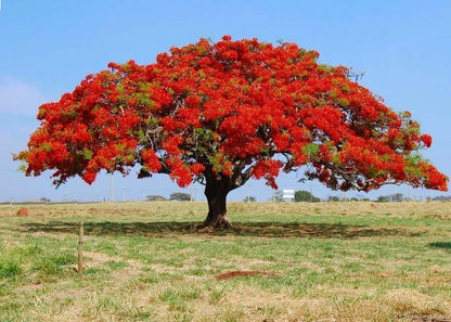 Greenery Nursery Outdoor Live Plant Gulmohar Orange-Red Petals Street Tree Garden Plant For Home and Graden Royal poinciana plant (Pack Of 1)