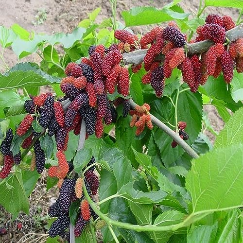 APC Real Live Sahtut/Mulberry Fruit Plant with Pot | Healthy Live Fruit Bearing Plant for Home & Garden | Easy to Grow Indoor Outdoor Plant | Pack of 1 Green Mulberry Tree