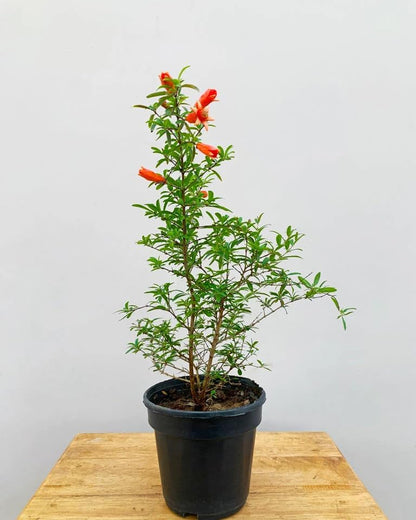 Pomegranate Plant/Anar Tree Sapling (Bedena gach) Healthy pomegranate fruit plant/Live Plant Indoor/Outdoor Home Garden Fruit Plant (Pack of-1plant) A_17