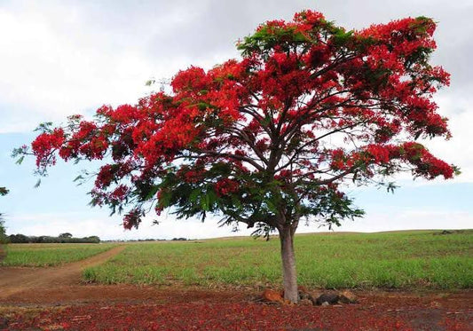Garden Basket Hubb Red Gulmohar | Home Decor Garden Indoor/Outdoor Plants | Ornamental Tree Seeds | Avenue | Gulmohar,Delonix Regia,Royal Poinciana,Flamboyant,Flame Tree Seed, (75 Seeds)
