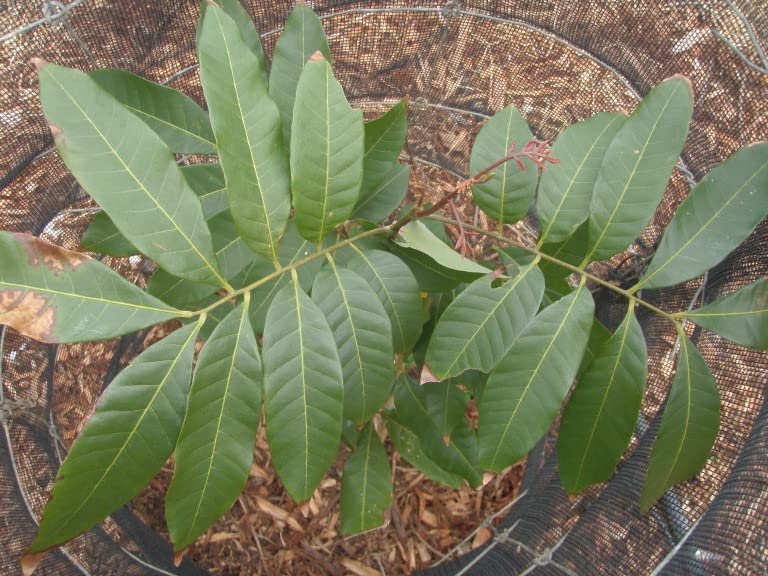 My Dream Garden Live Longan Fruit Plant – Exotic Tropical Fruit Tree for Home Gardening – Fast Growing, Easy to Care, and Ideal for Indoor & Outdoor Spaces