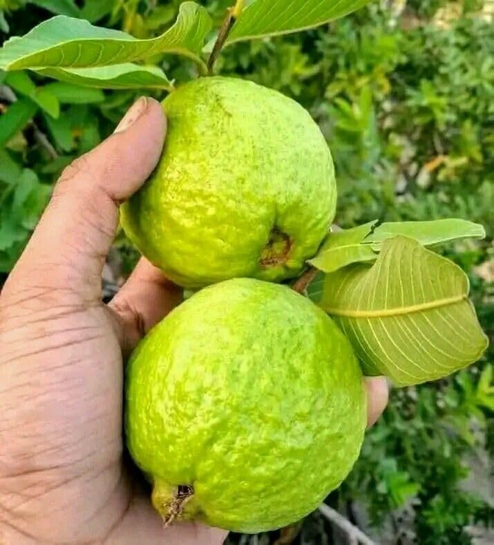 YOTOVA XC High Yield Hybrid All Seasons Guava Fruit Tree Live Plant for Home Kitchen Terrace Garden Amrood Ka Podha Amrud Phal Ka Paudha Outdoor