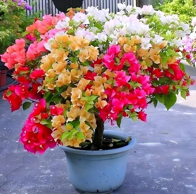 Beautiful Grafted Colourful Multi Bougainvillea Flower Dwarf Bonsai Plant Tree 4-5 colour || For Home Garden Outdoor & Indoor (Bougainvillea)