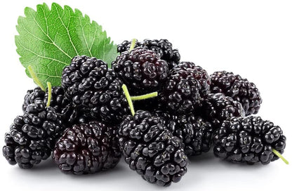 PLANT EXOTIC |Black Mulberry/Shahtoot Plant Bearing Fresh&Healthy |Must-Have Sweet Layering/Grafted For Gardeners |Live Hybrid Plant | All Season Rare Tropical Tasty Fruit Tree