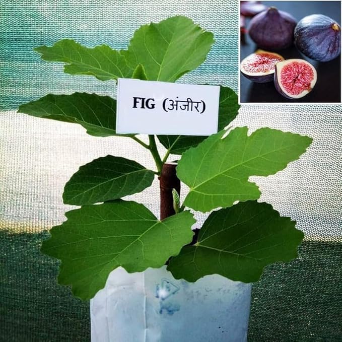 All Season Hybrid anjeer tree live plant for home garden, Online Anjeer, Fig Plants (Pack of 1) - Live Plants