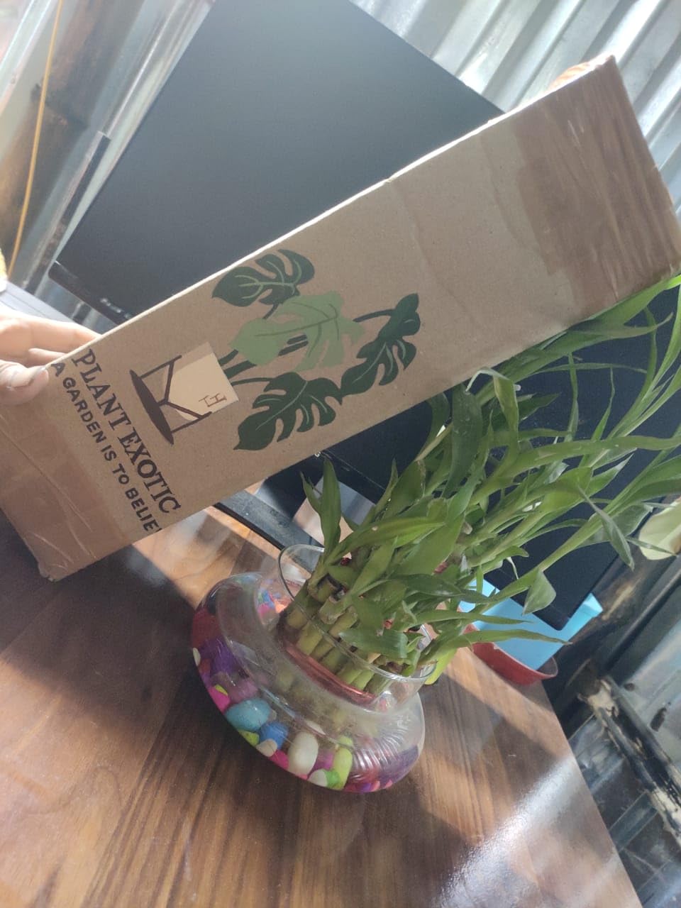 PLANT EXOTIC |Black Mulberry/Shahtoot Plant Bearing Fresh&Healthy |Must-Have Sweet Layering/Grafted For Gardeners |Live Hybrid Plant | All Season Rare Tropical Tasty Fruit Tree