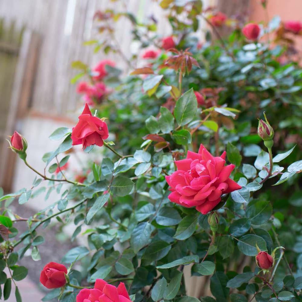 NATURE HILLS All Season Rose Grafted Climbing Hybrid Double Petal 1 Healthy Decorative Flowering Live plant for Home Garden tree Plant Height 1-1.5 fet in Nursery Grow Bag (RED)