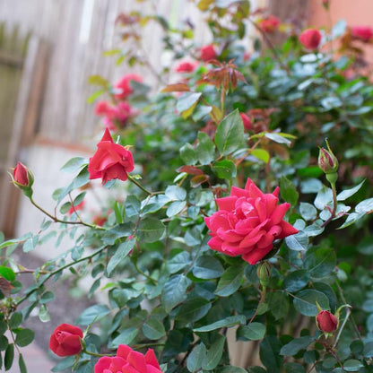 NATURE HILLS All Season Rose Grafted Climbing Hybrid Double Petal 1 Healthy Decorative Flowering Live plant for Home Garden tree Plant Height 1-1.5 fet in Nursery Grow Bag (RED)