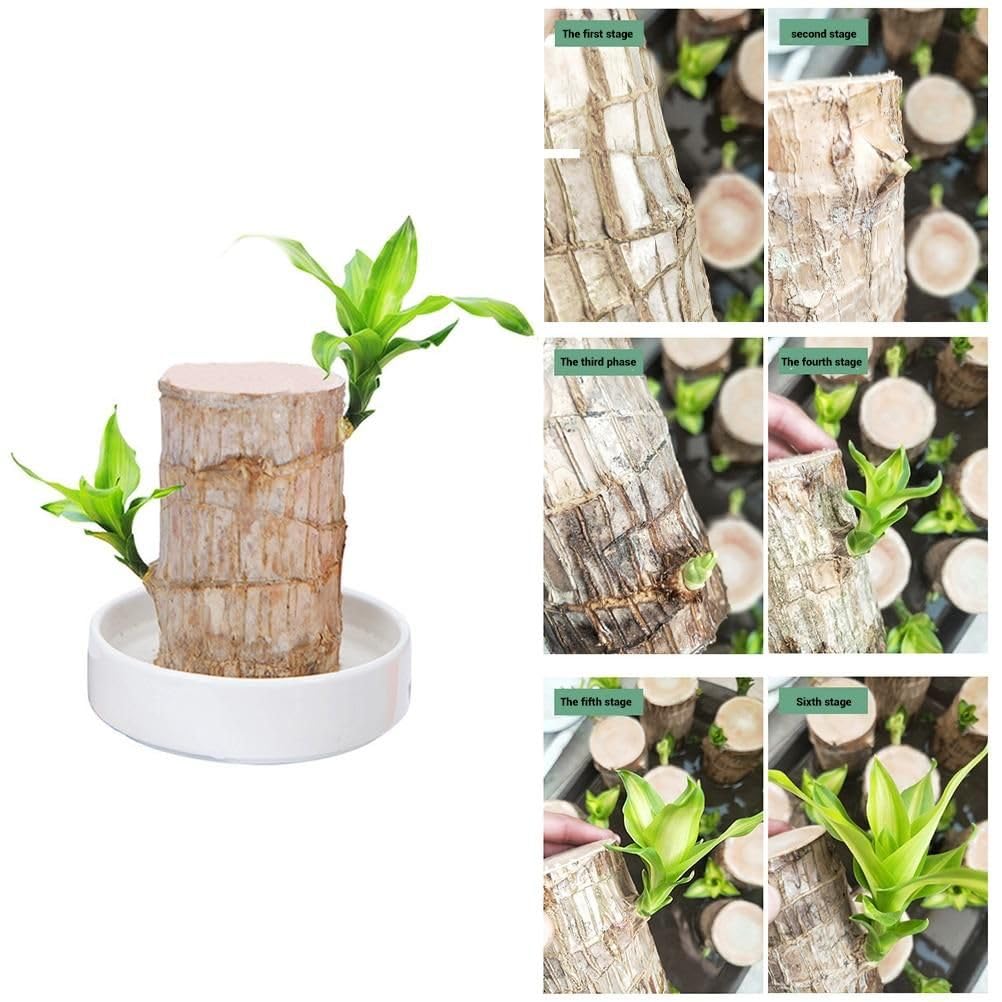My Dream Garden Brazilian Lucky Wood Plant – Feng Shui Indoor Tree for Good Fortune and Positive Energy