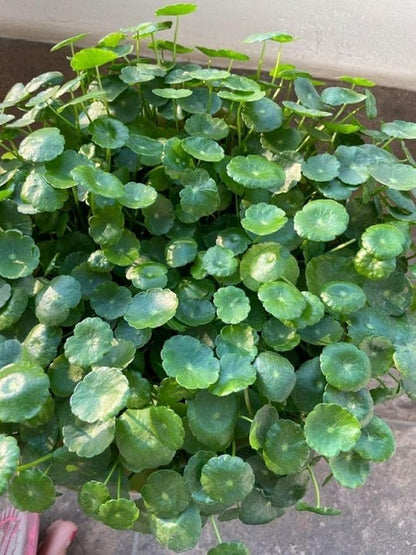 YOTOVA XF7 Live Coin Plant Chinese Lucky Money Plant Tree for Office Desk Balcony Terrace Garden Living Room Corner Bedroom Home Decoration Gifting Air Purifier Study Table Hanging Pennywort Pilea