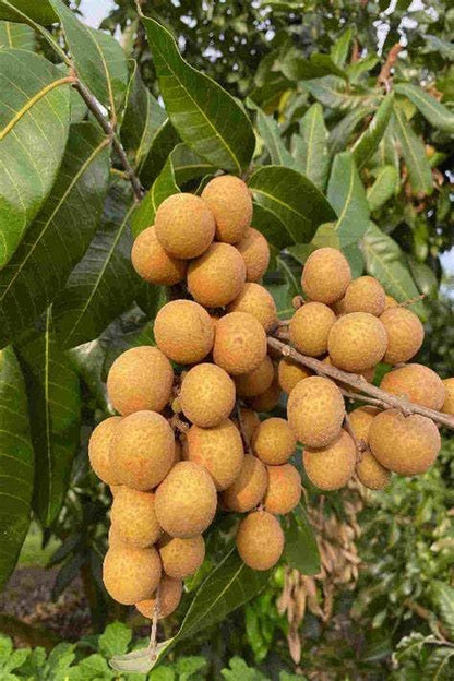 My Dream Garden Live Longan Fruit Plant – Exotic Tropical Fruit Tree for Home Gardening – Fast Growing, Easy to Care, and Ideal for Indoor & Outdoor Spaces