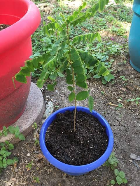 Rahaman Enterprice Sweet Star fruit original grafted plant/green tree " Sweet Kamrak/Star Fruit/Carambola Tree Plant Hybrid Grafted (1Plant & 1.5-2 Ft) Home And Roof Garden Fruit Tree & Plants