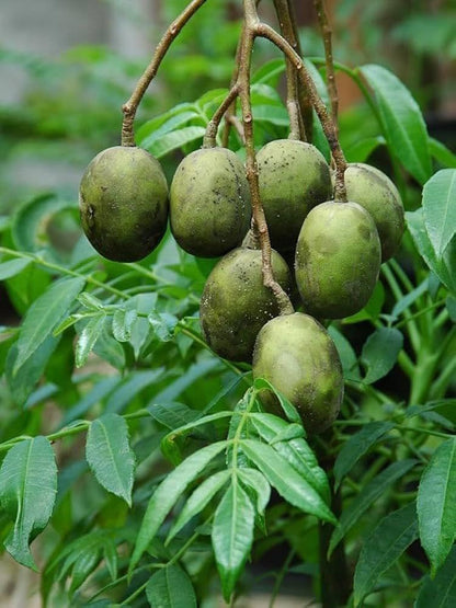 Live Amra Fruit Plant, Tropical Hog Plum Tree, Vitamin Rich Fruits for Terrace Garden, Hardy Grower (1 Healthy Live Plant)