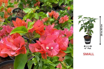 Beautiful Grafted Colourful Multi Bougainvillea Flower Dwarf Bonsai Plant Tree 4-5 colour || For Home Garden Outdoor & Indoor (Bougainvillea)