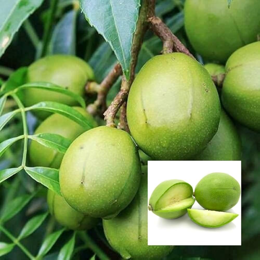 Live Amra Fruit Plant, Tropical Hog Plum Tree, Vitamin Rich Fruits for Terrace Garden, Hardy Grower (1 Healthy Live Plant)