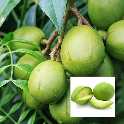 Live Amra Fruit Plant, Tropical Hog Plum Tree, Vitamin Rich Fruits for Terrace Garden, Hardy Grower (1 Healthy Live Plant)