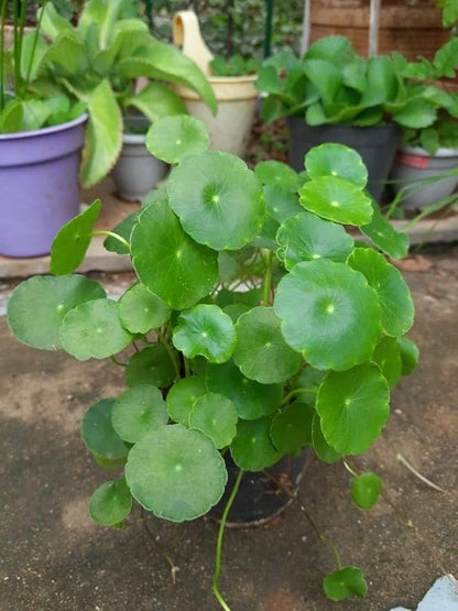 YOTOVA XF7 Live Coin Plant Chinese Lucky Money Plant Tree for Office Desk Balcony Terrace Garden Living Room Corner Bedroom Home Decoration Gifting Air Purifier Study Table Hanging Pennywort Pilea